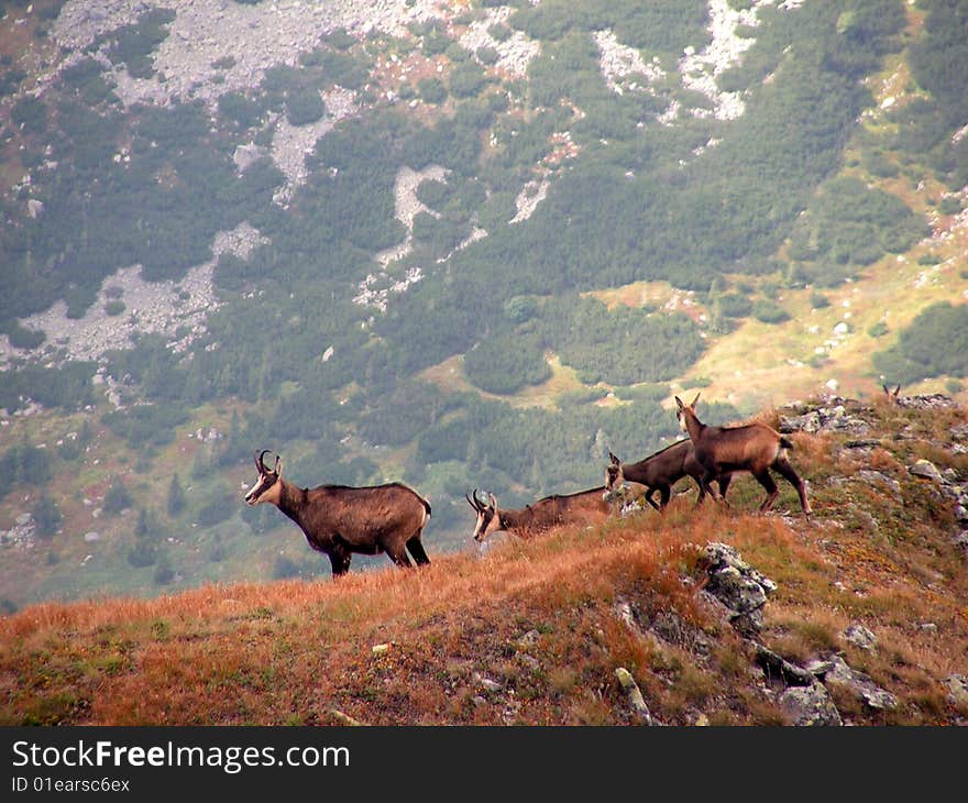 Mountain goats