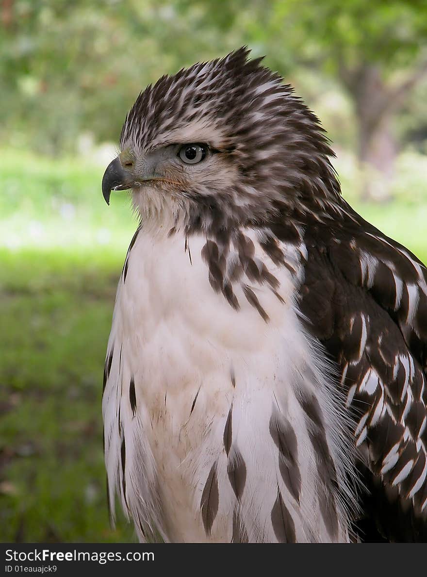 Hawk Portrait