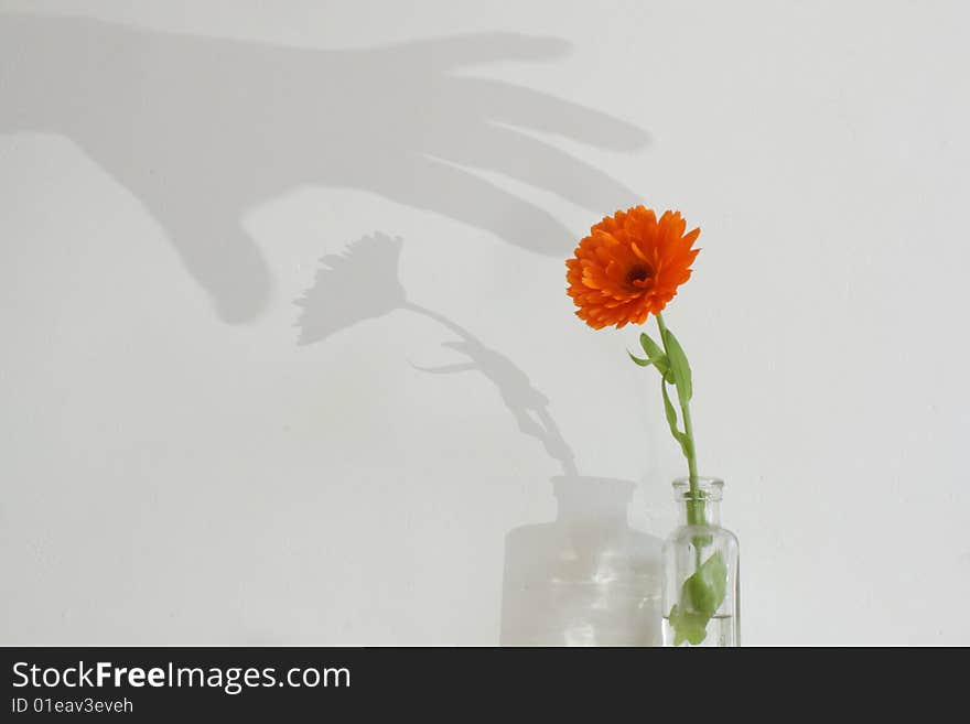 An isolated orange flower in a glass jar set agains a white wall with a shadowed hand emerging on the background. An isolated orange flower in a glass jar set agains a white wall with a shadowed hand emerging on the background.