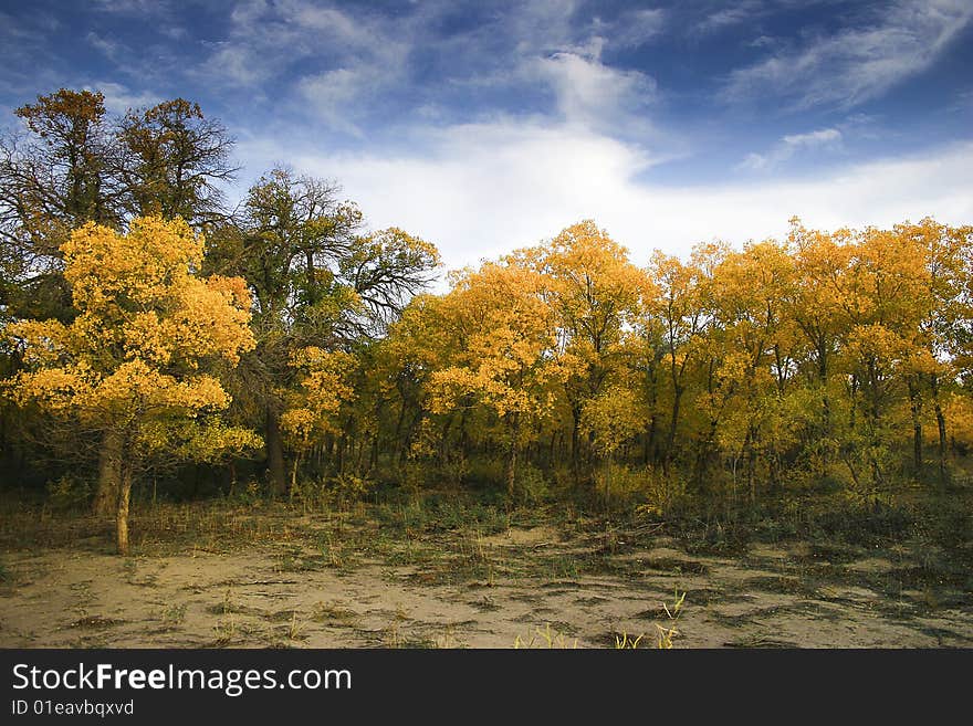 Populus euphratica Oliv.