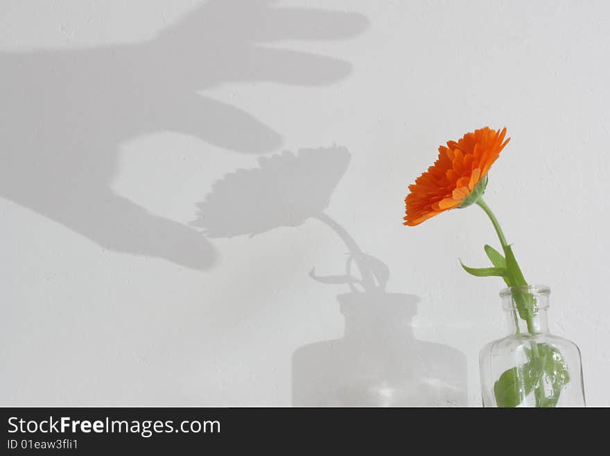 An isolated orange flower in a glass jar set agains a white wall with a shadowed hand emerging on the background as if picking the flower. An isolated orange flower in a glass jar set agains a white wall with a shadowed hand emerging on the background as if picking the flower.