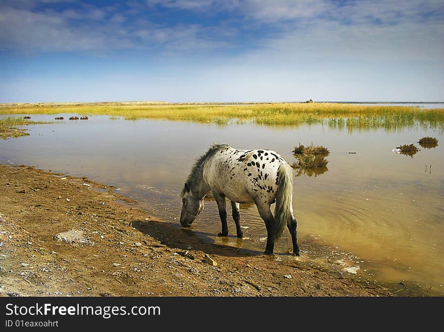 A horse drinks water in the by the lake. A horse drinks water in the by the lake