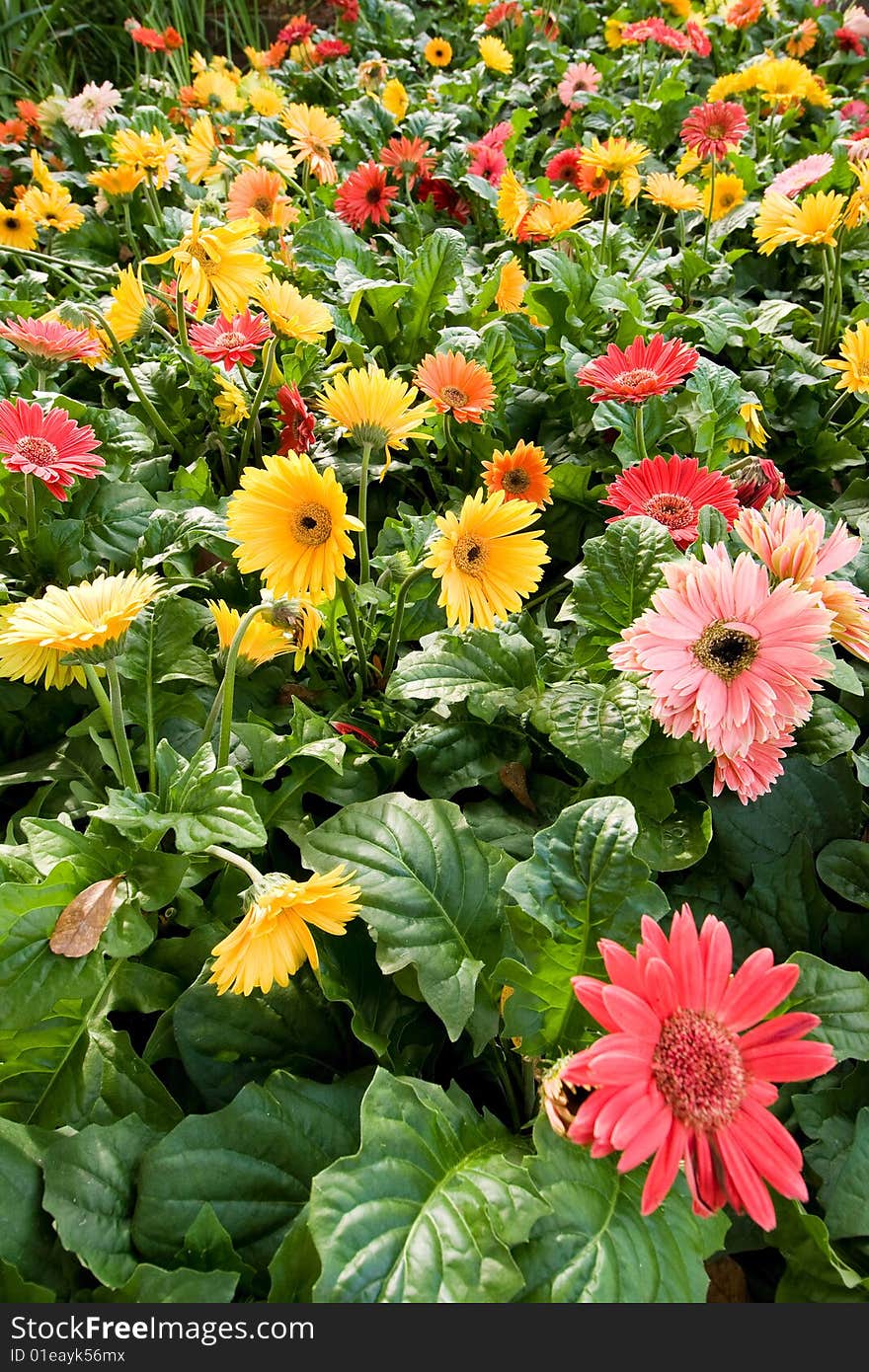 Colourful flowers in the meadow. Colourful flowers in the meadow