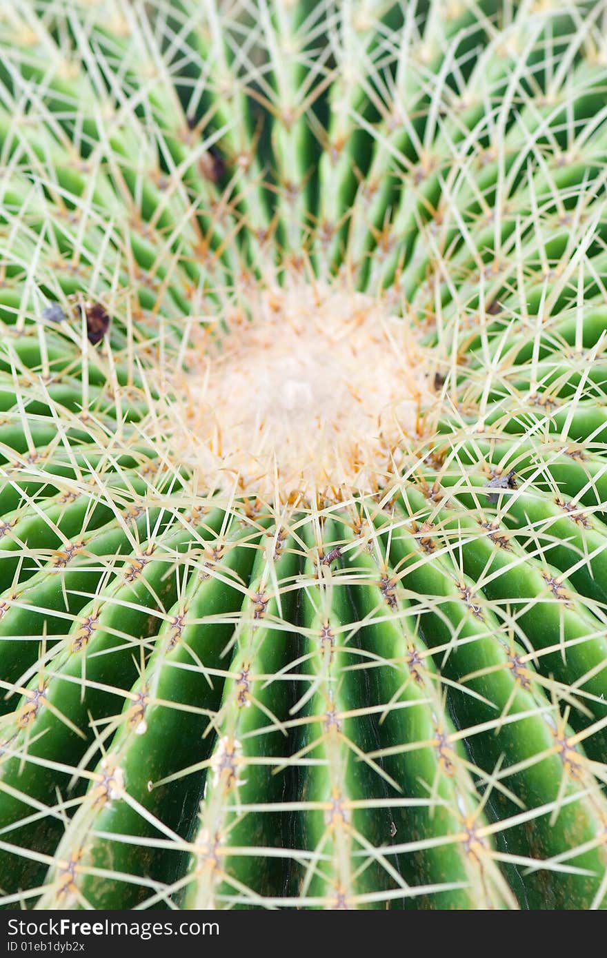 Abstract shot of cactus and its thorns