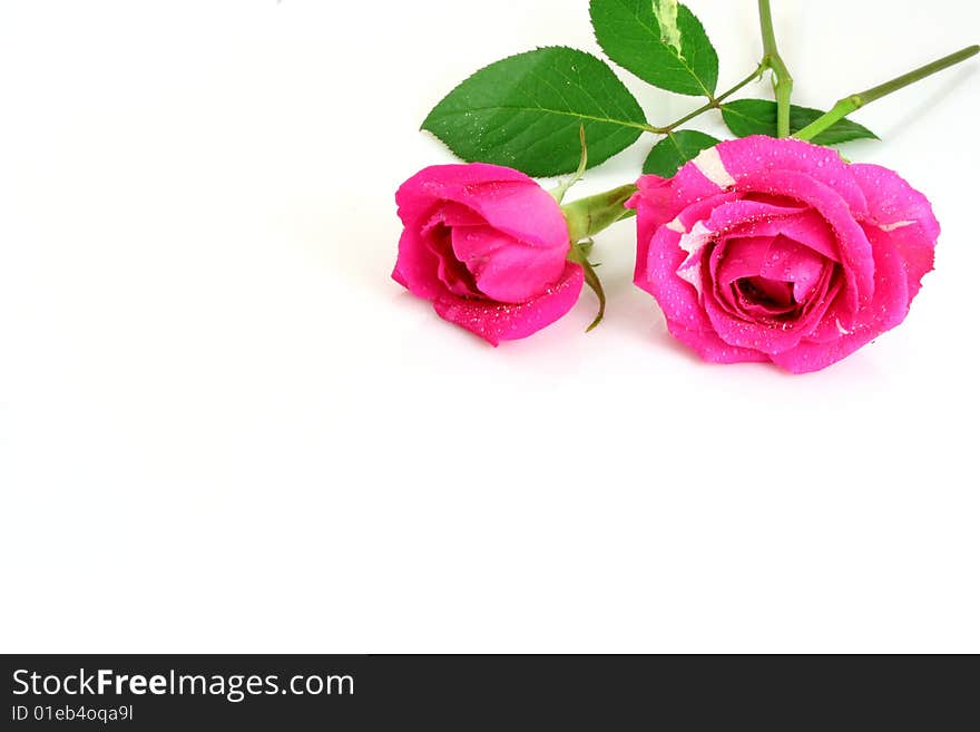 Pink Roses