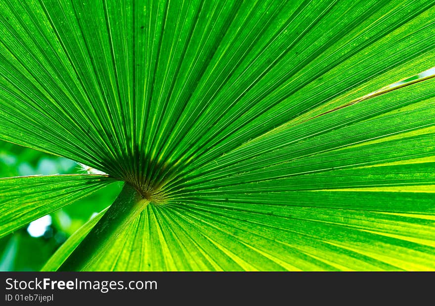 Back of a palm tree lit by the sun, photographed in a greenhouse. Back of a palm tree lit by the sun, photographed in a greenhouse.