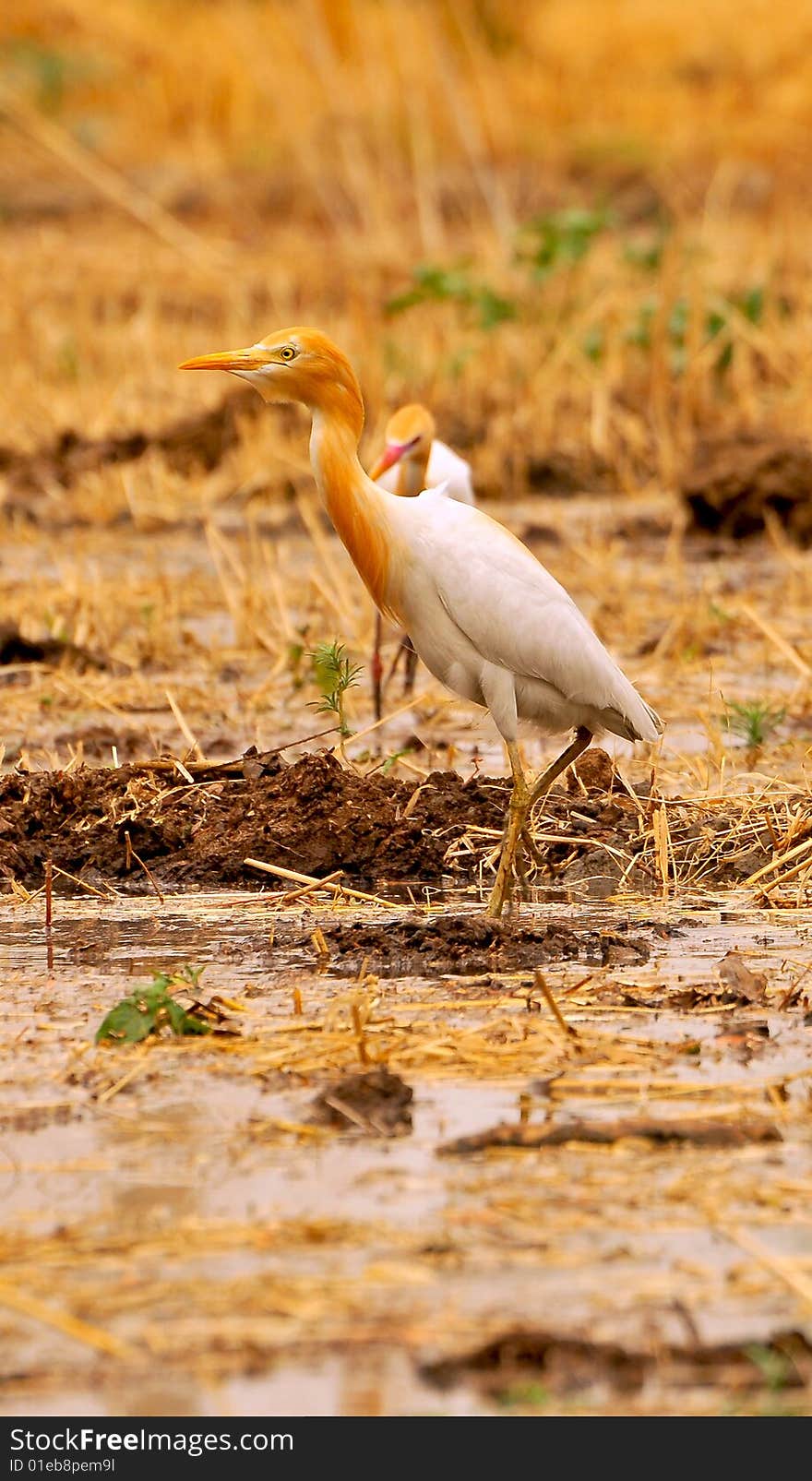 White cattle egret