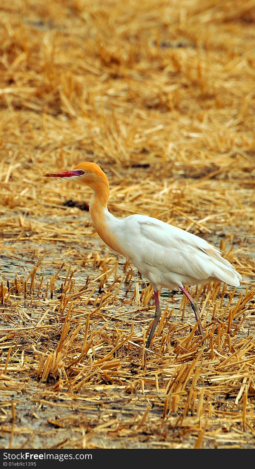 White cattle egret