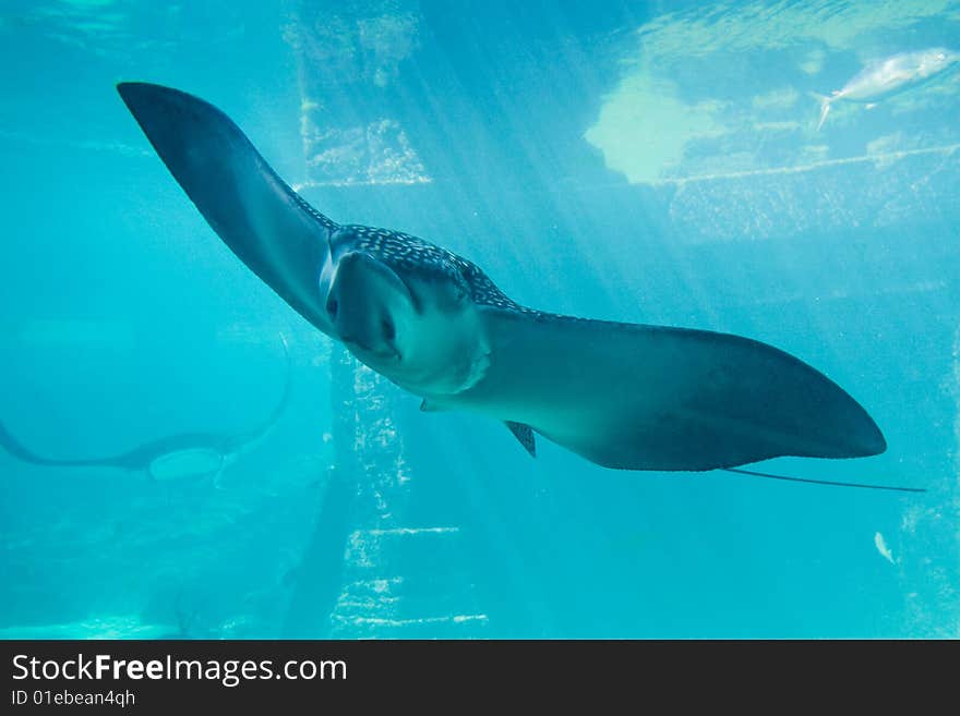 Cownose Ray, part of the Manta Ray family in Paradise Island, Bahamas. Cownose Ray, part of the Manta Ray family in Paradise Island, Bahamas