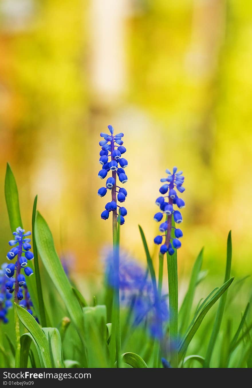 Beautiful blue flowers on a meadow (shallow DoF)