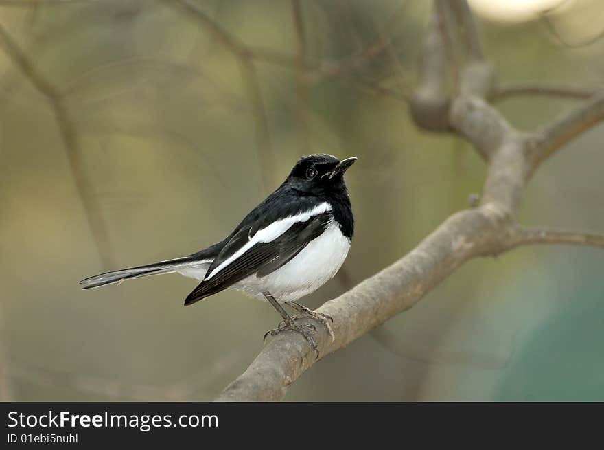 Black robin