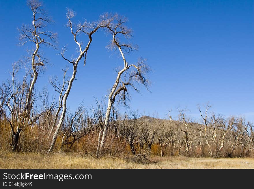 Burnt trees after a mountain fire in Southern California