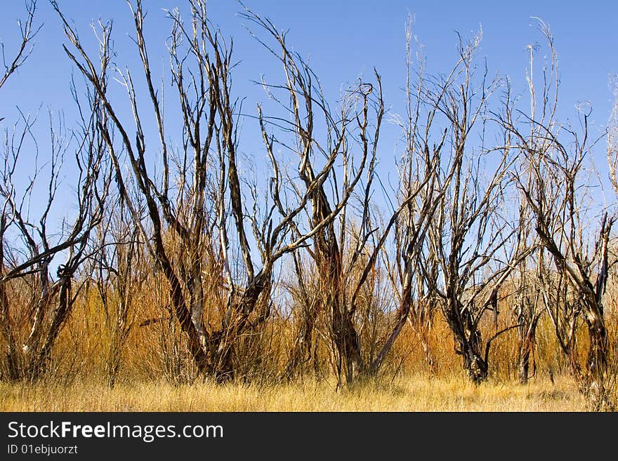 Burnt trees after a mountain fire in Southern California. Burnt trees after a mountain fire in Southern California