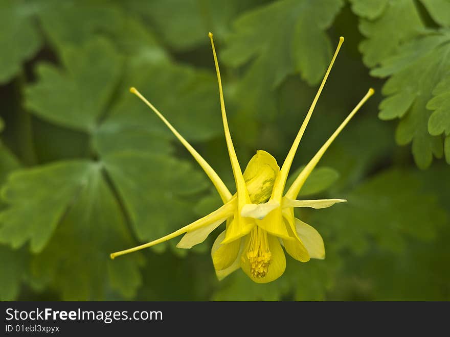 02 Yellow Columbine