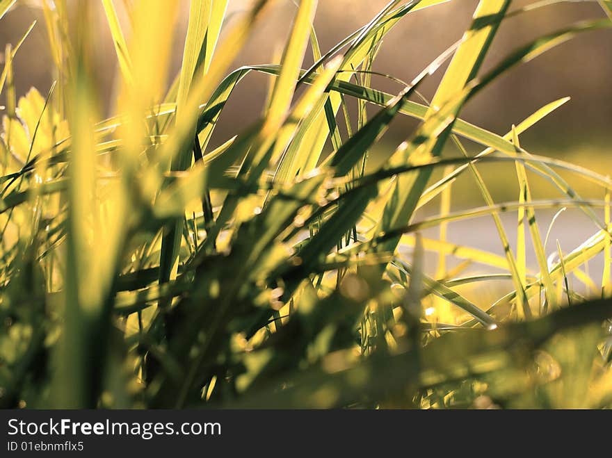 Sunset Grass