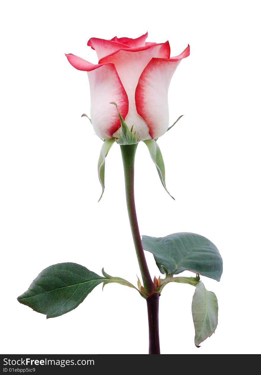 Gentle coral rose on a white background