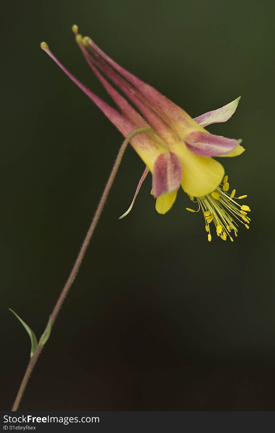 13 Yellow Columbine-2