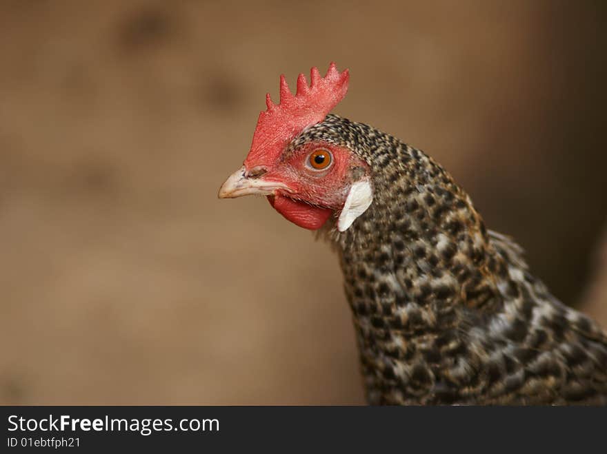 Chicken Gallus Domesticus