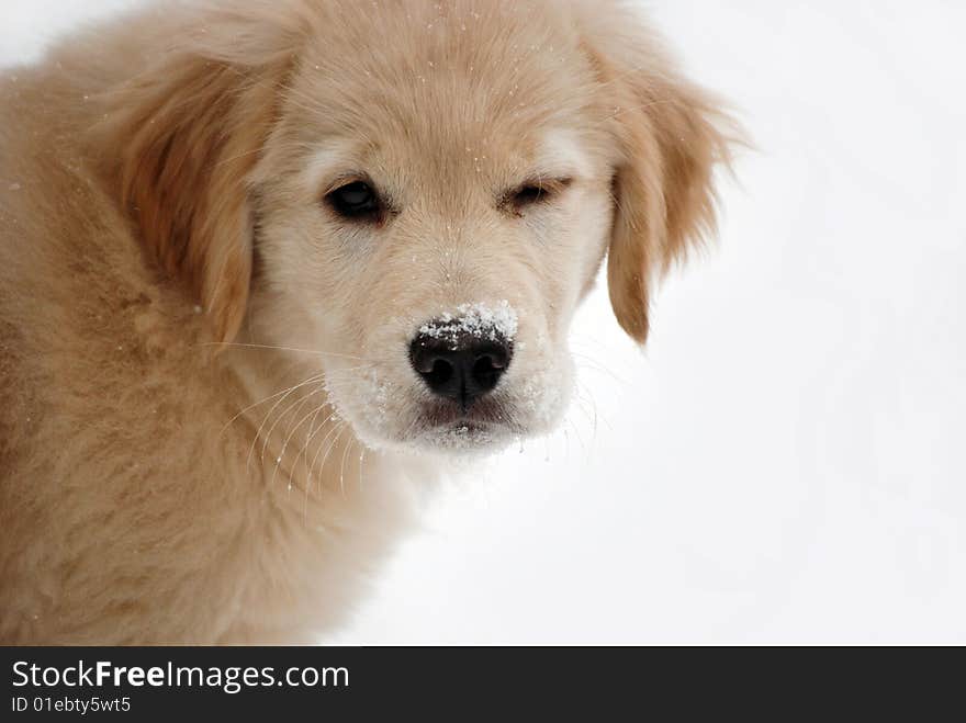 Golden retriever pup in snow winking. Golden retriever pup in snow winking.