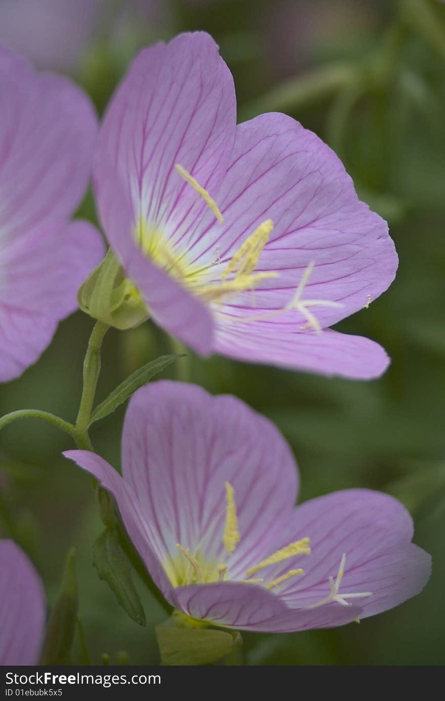 Pink Evening Primroses