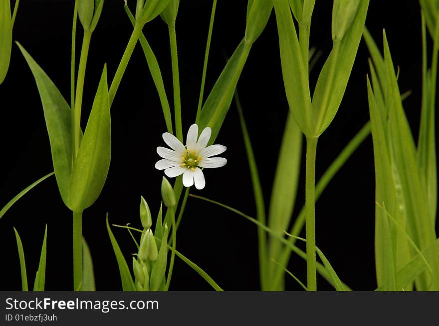 Small White Camomile On The Black