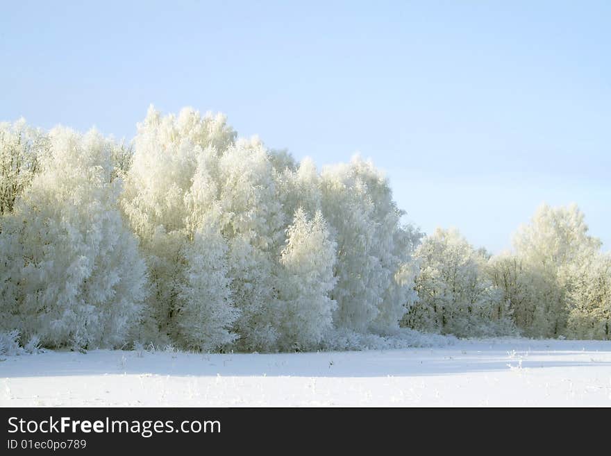 The wood cover by a snow from a Silver Birch, Betula pendula, and an English Oak, Quercus robur. The wood cover by a snow from a Silver Birch, Betula pendula, and an English Oak, Quercus robur