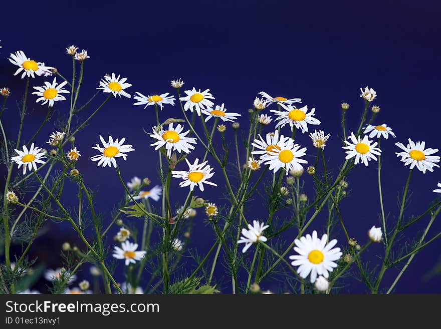 Field of chamomile