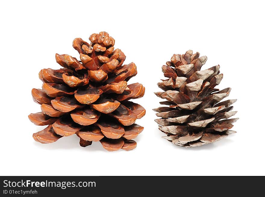 Cones of a cedar