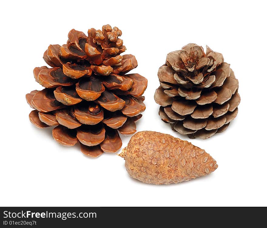 Cones of a cedar and pine