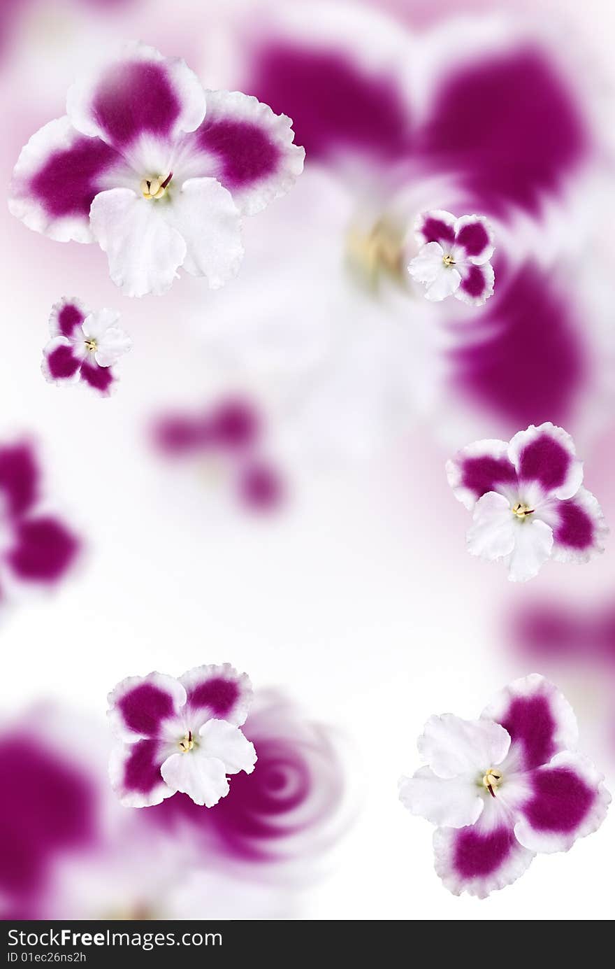 Pink Flowers Background