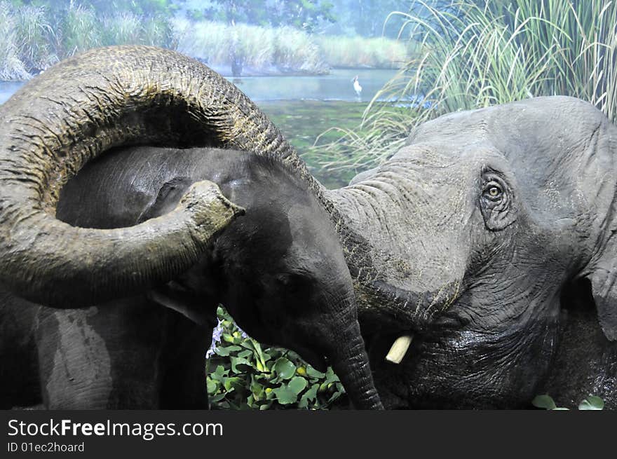 Protection of young elephant from the mother