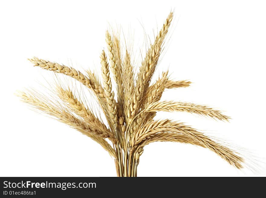 Bundle of wheat ears isolated on white