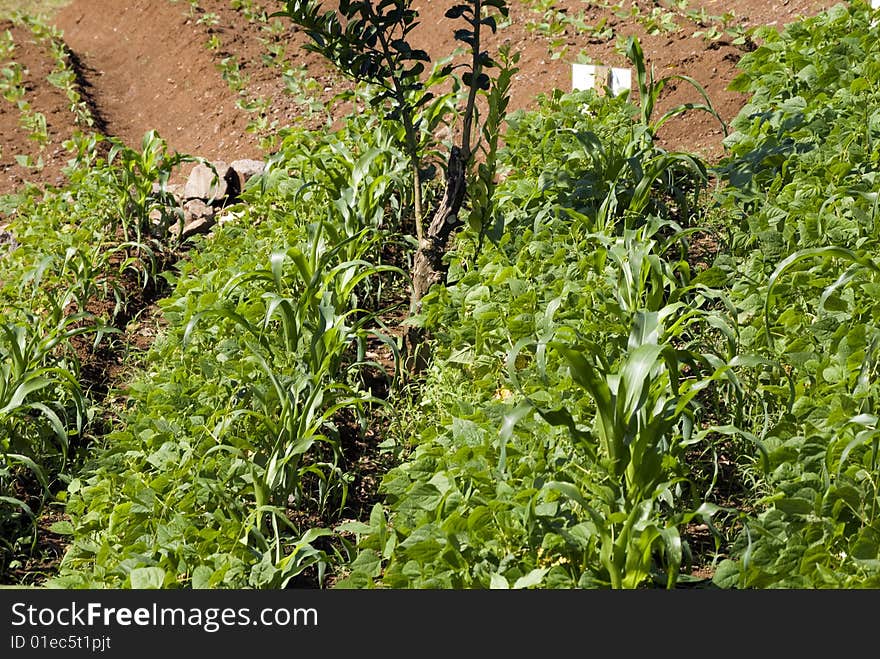 Rows of Coffee Growing