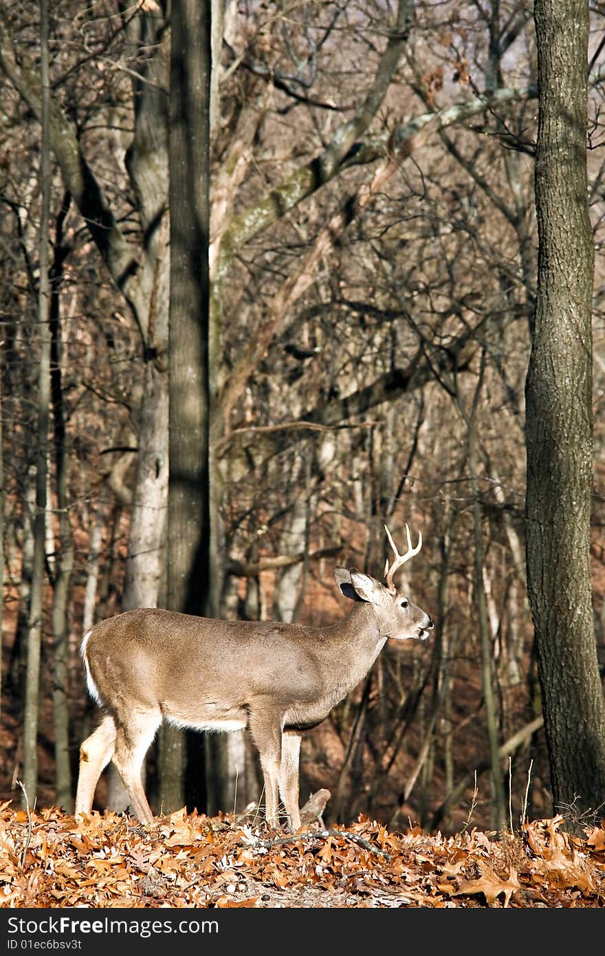 Whitetail buck