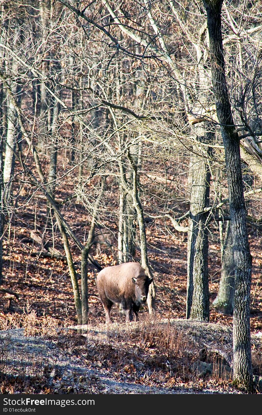 American bison in woods buffalo