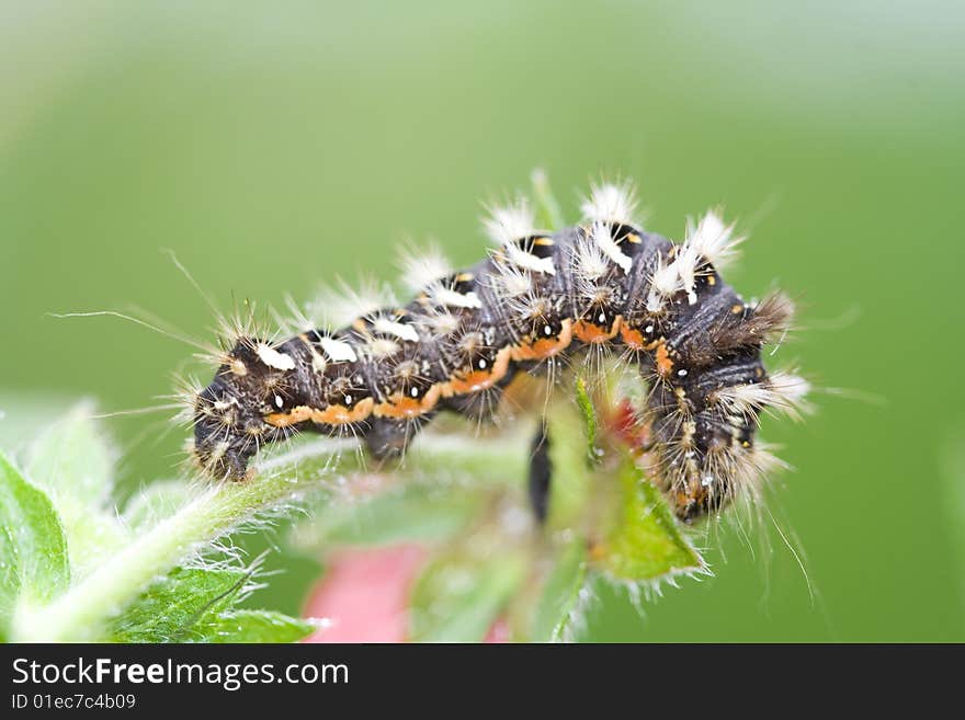 Shaggy Caterpillar