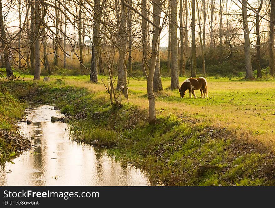 Pony grazing in rural setting