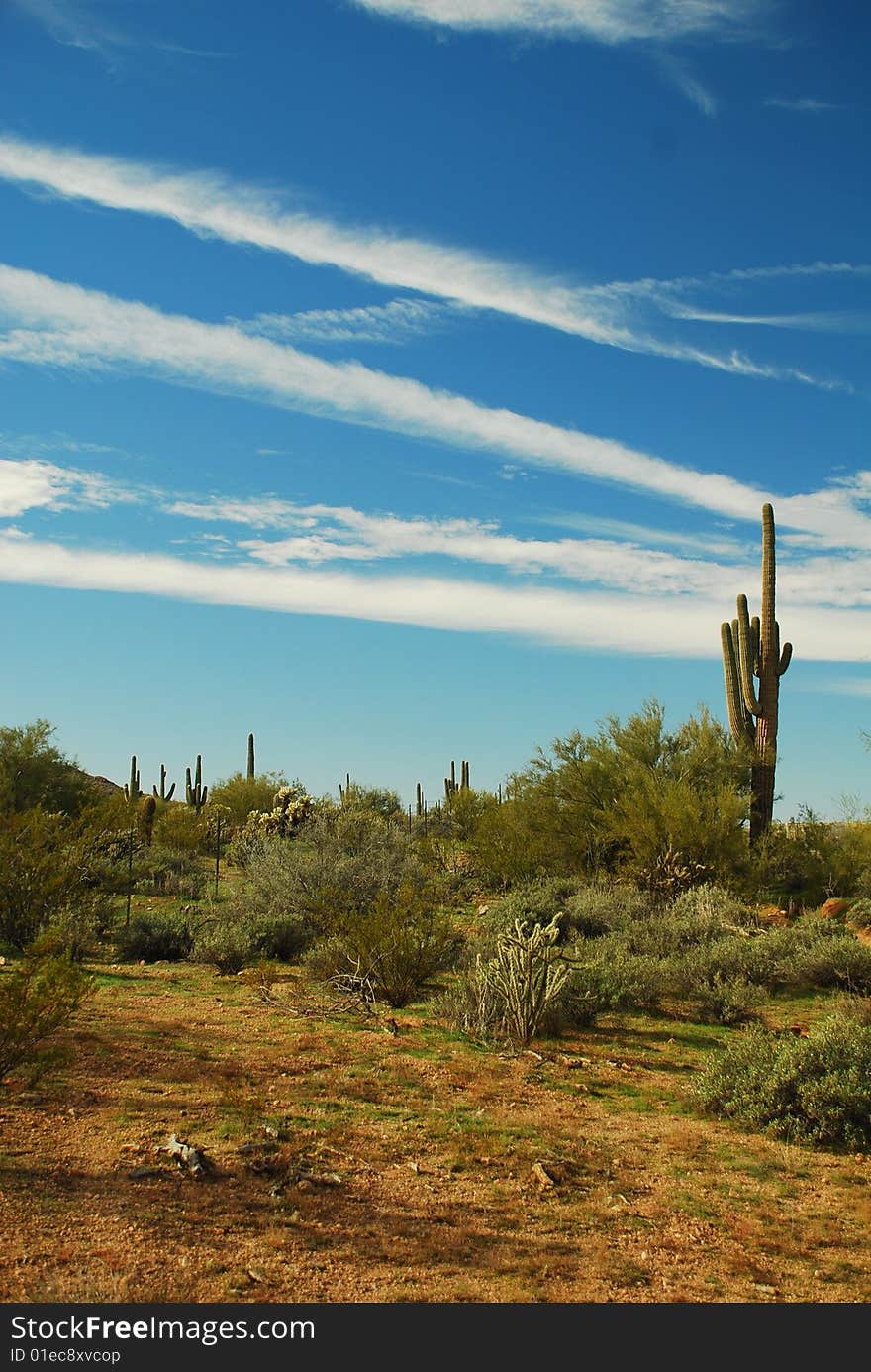 Image of saguaro cactus in arizona