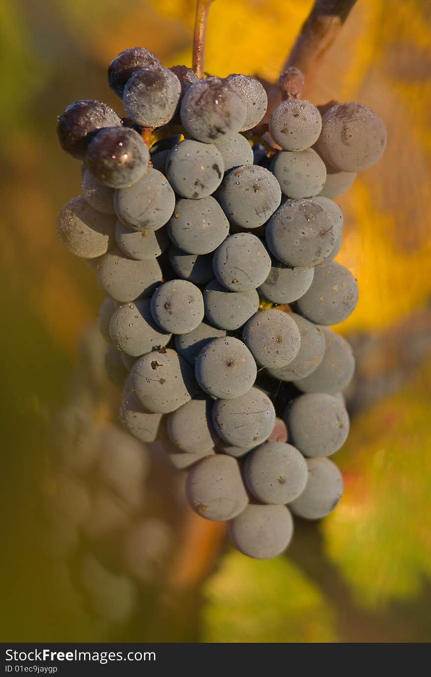 Grapes in California