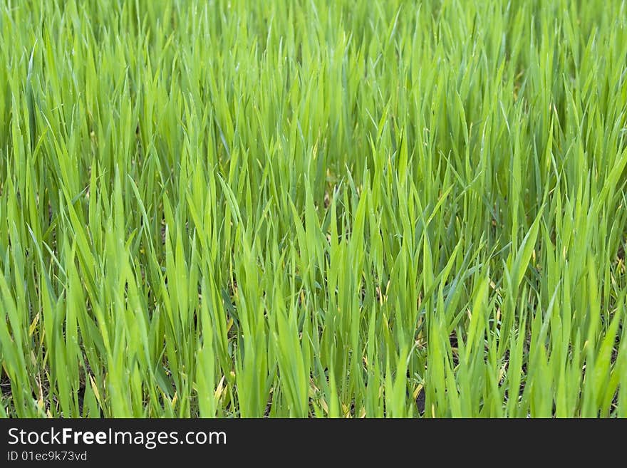 Backgrounds of green grass at field. Backgrounds of green grass at field