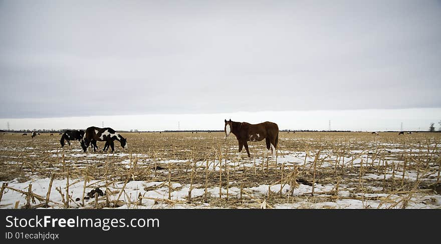 Horses