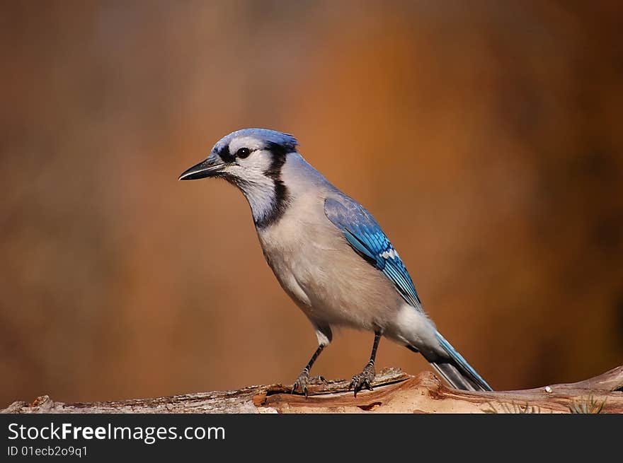 This blue jay visits my feeder everyday and poses for photos for me. This blue jay visits my feeder everyday and poses for photos for me.