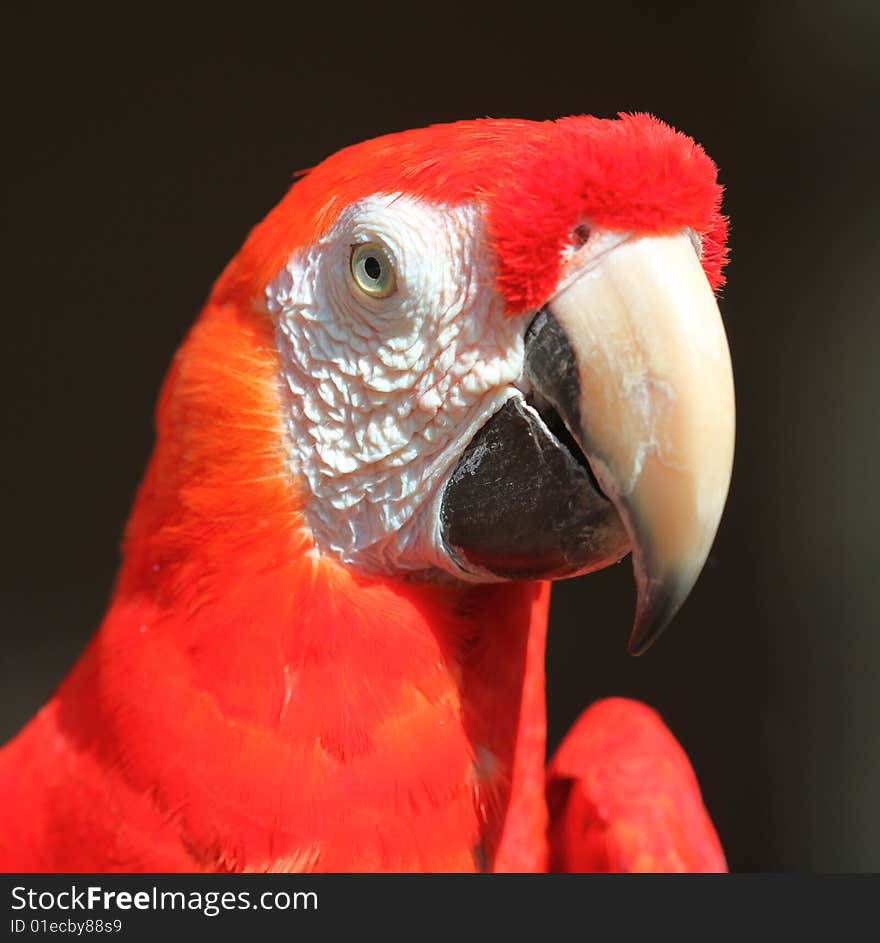 Red head parrot