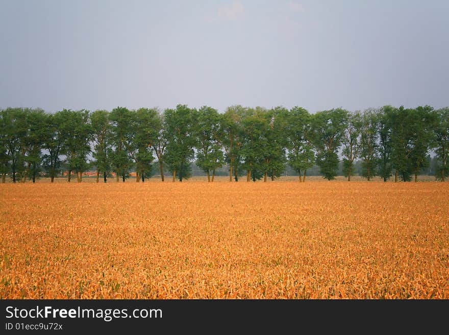 Wheaten field and trees