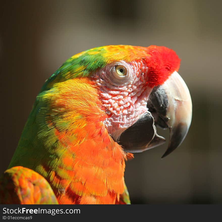 Yellow red parrot, miami FL