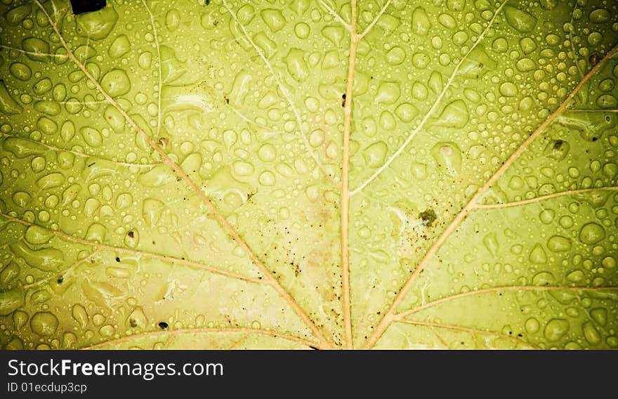 Green leaf full of rain drops. Green leaf full of rain drops.