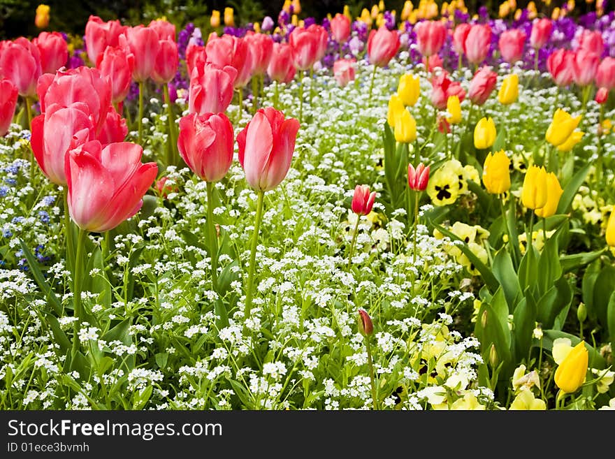 Lots of tulips with some daisies at background. Lots of tulips with some daisies at background