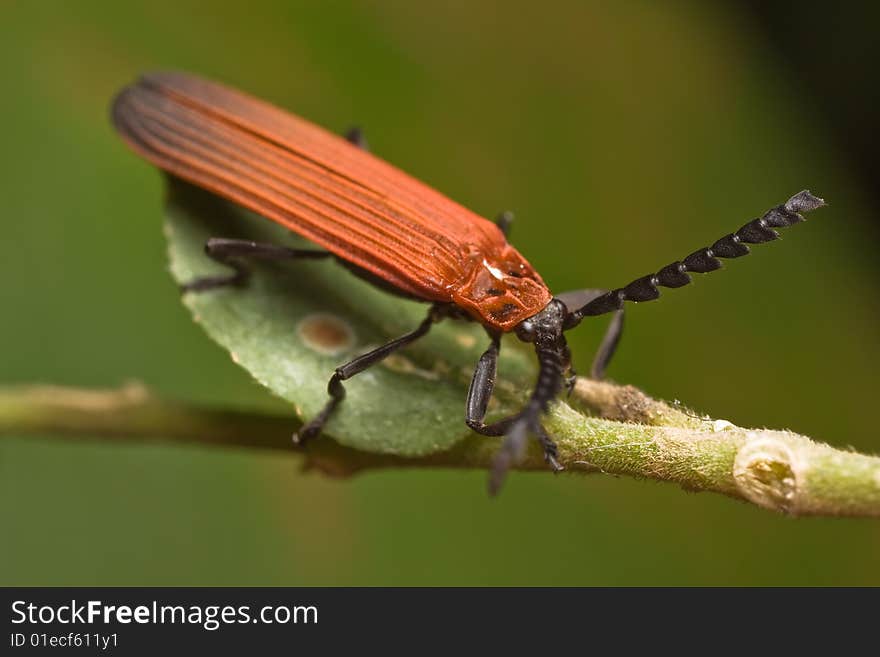 Orange crane fly on green leaf