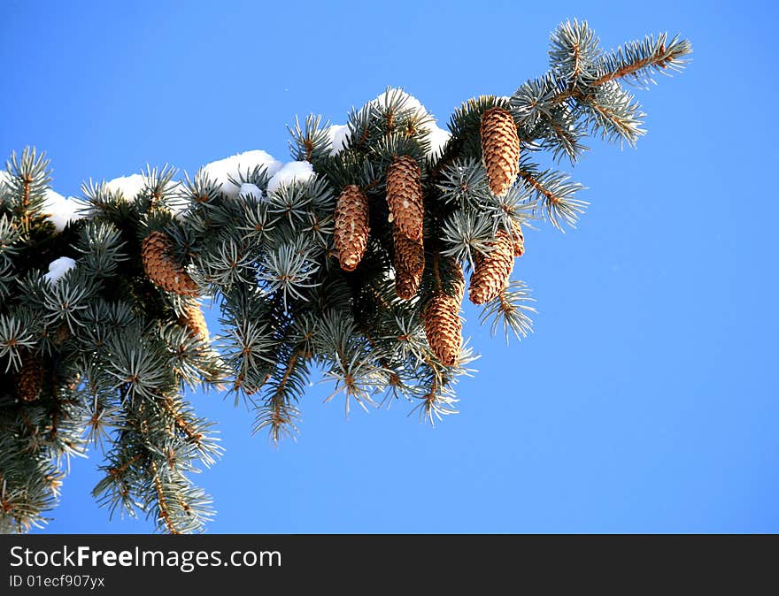 Branch of fir tree with cones and covered by snow on the background of blue sky. Branch of fir tree with cones and covered by snow on the background of blue sky