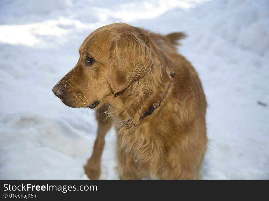 Golden in the snow